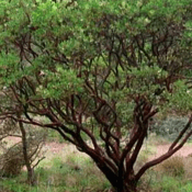 Manzanita Research profile